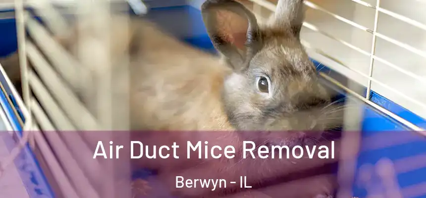 Air Duct Mice Removal Berwyn - IL